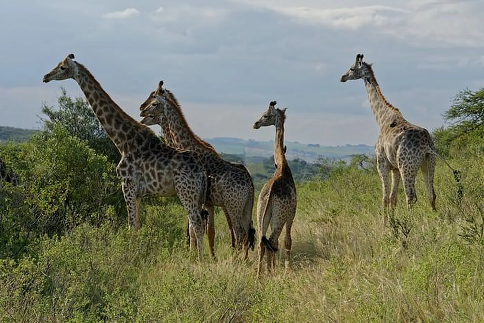 Mkomazi National Park landscape
