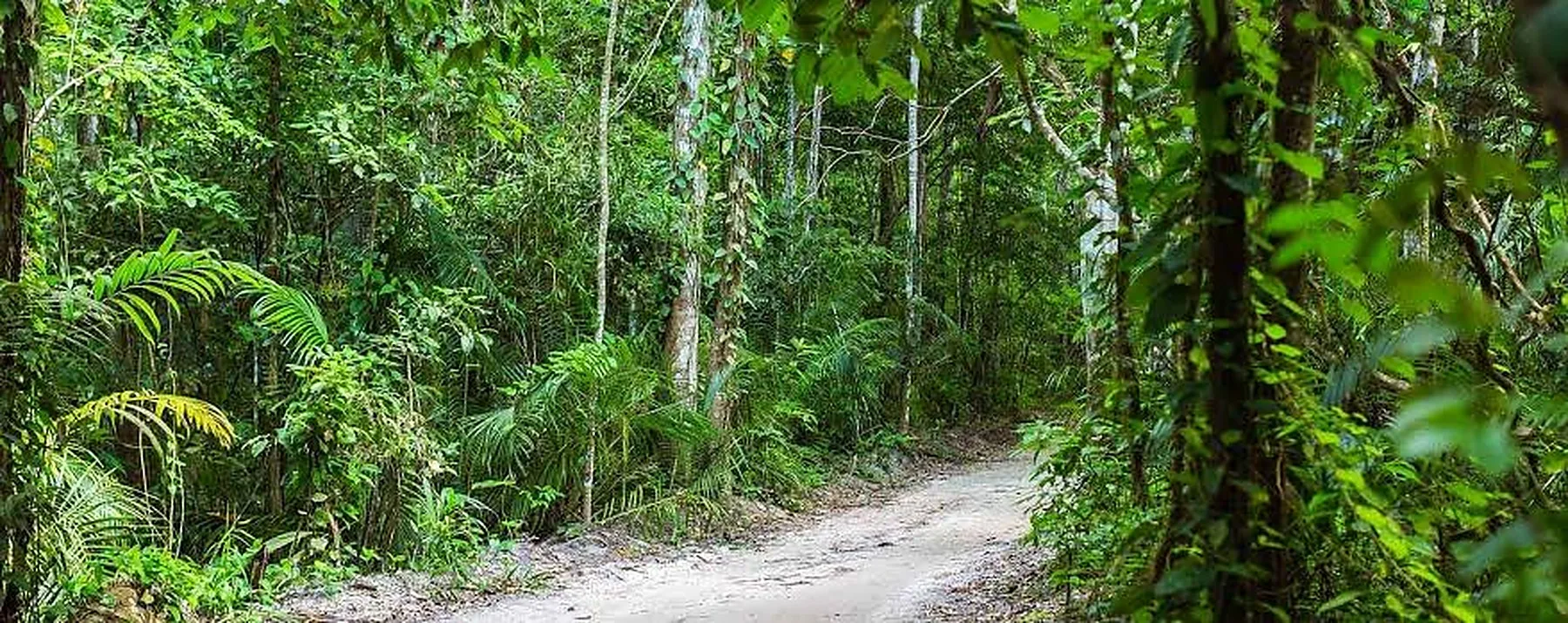 Forest path in Ngezi Forest