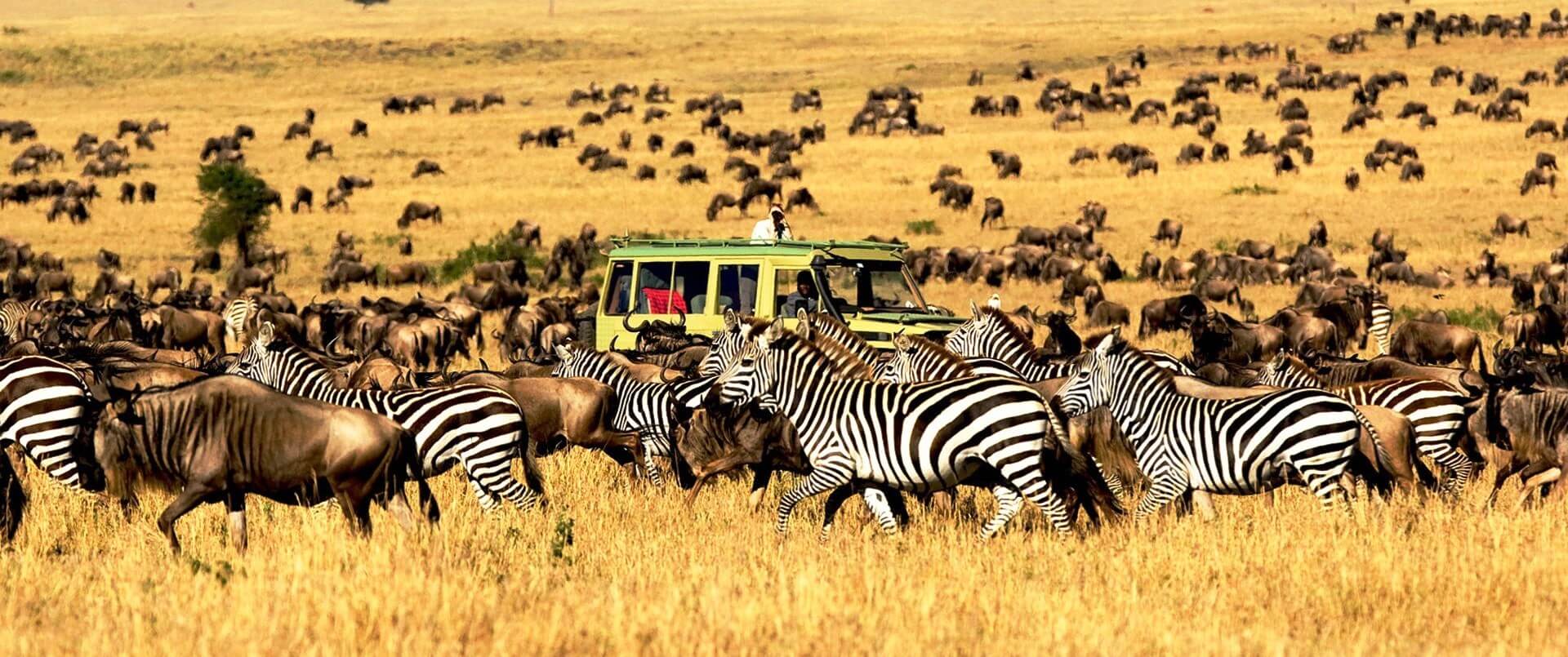 Selous safari