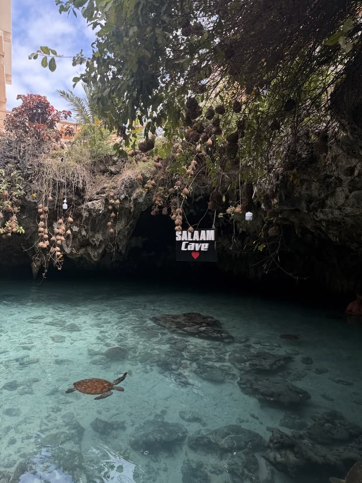 Salaam Cave with a sea turtle swimming in the water