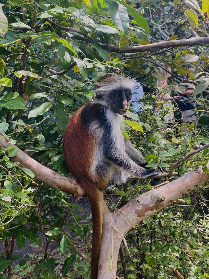 A red colobus monkey in a tree in Jozani Forest
