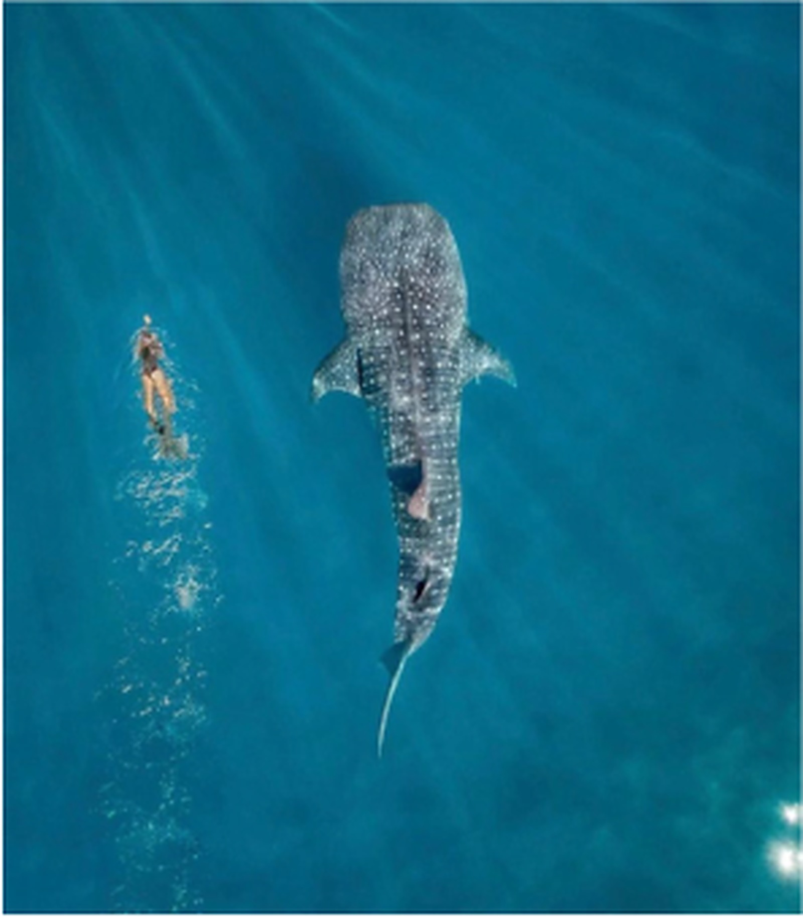 Whale shark and snorkeller in the sea off Mafia Island