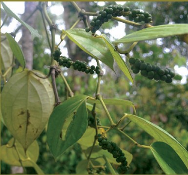 Peppercorns growing on a plant in Zanzibar