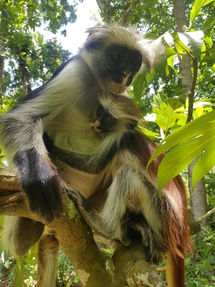 A mother red colobus monkey holding her baby on a tree branch in Jozani Forest