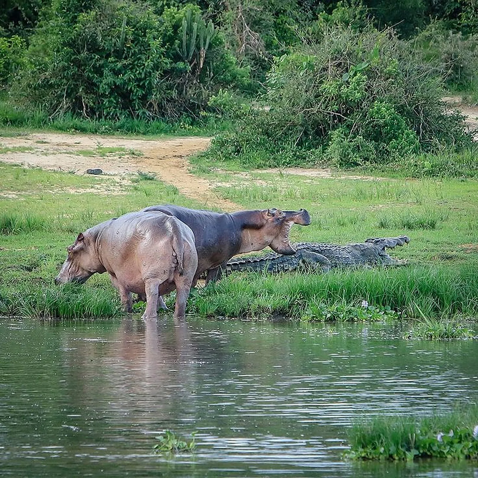 Elephants in Mikumi National Park