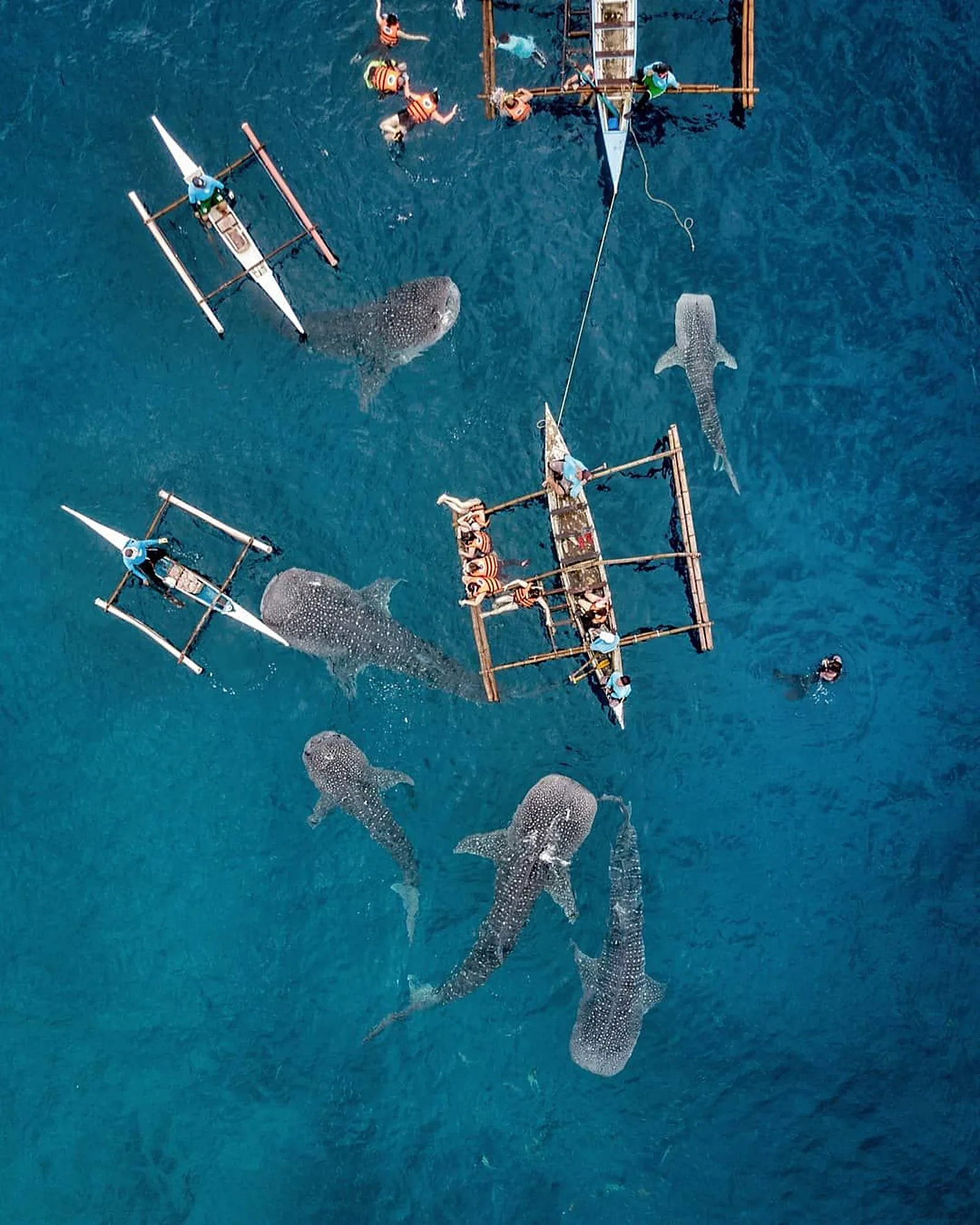 MAFIA WHALE SHARK ADVENTURE
