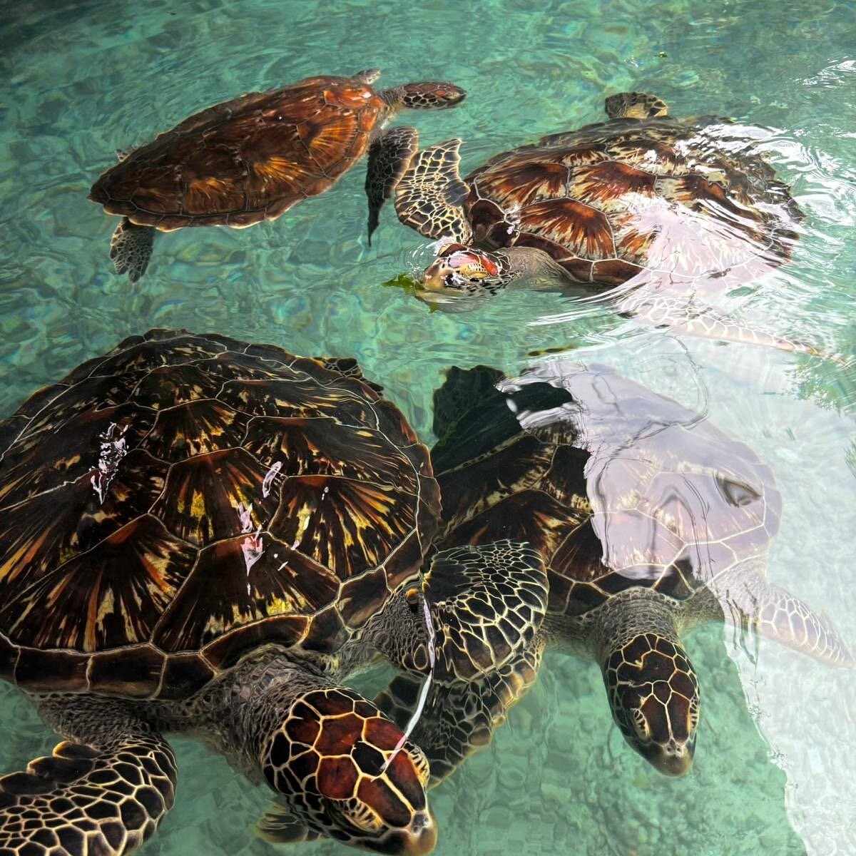Four sea turtles swimming in clear water at Salaam Cave