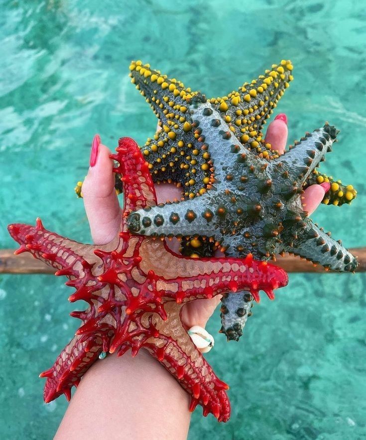 A hand holding two starfish over the water at Pungume Island