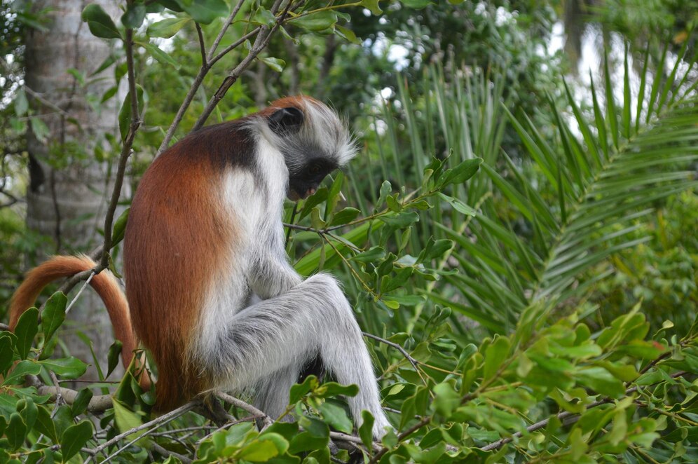 Red colobus monkey in Jozani Forest