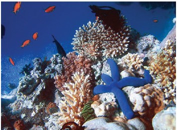 A coral reef with a blue starfish in Zanzibar