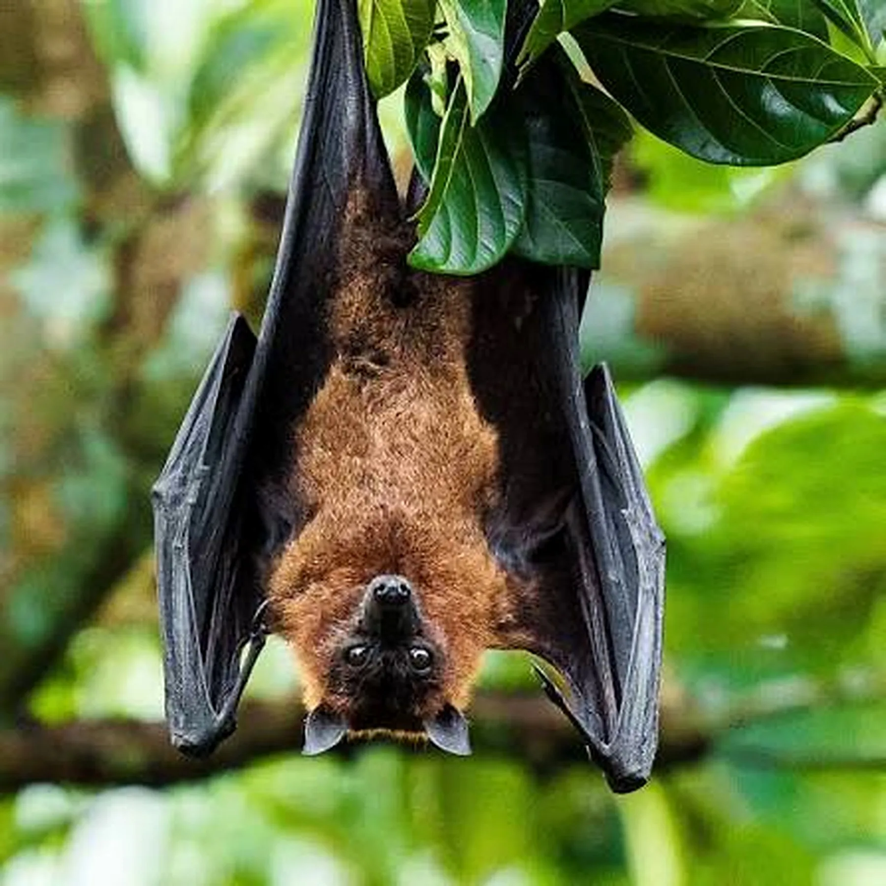 Pemba flying fox hanging in a tree