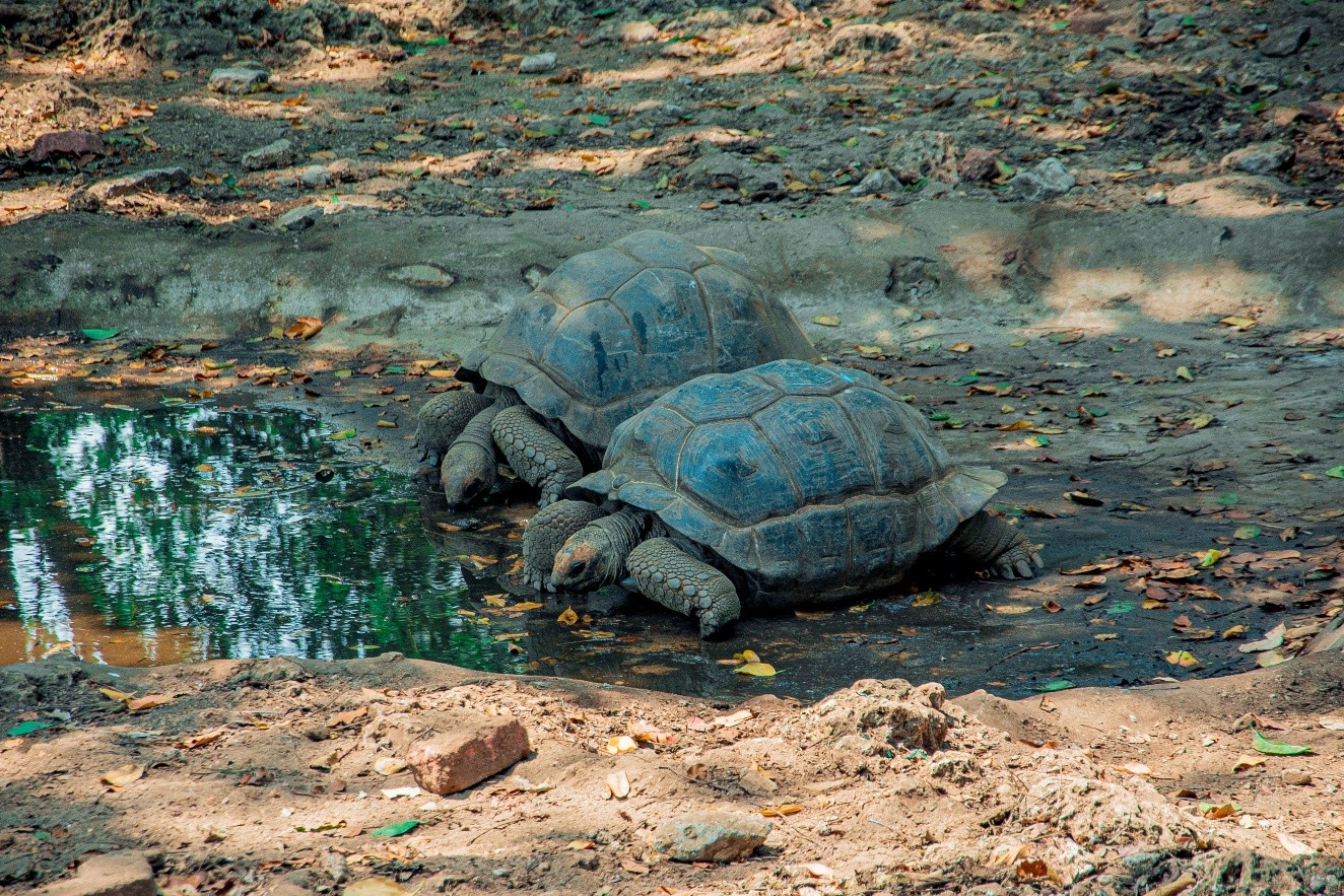 Two giant tortoises near a water pool on Prison Island