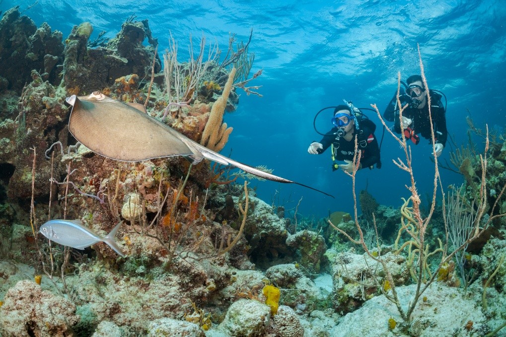 Scuba divers with a stingray in Zanzibar