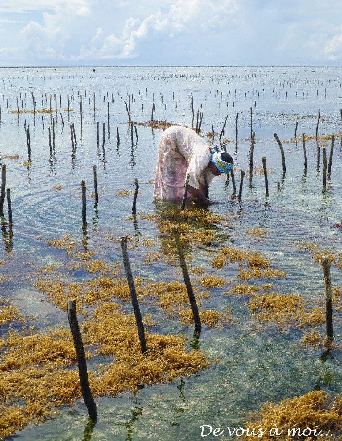 A person wading in shallow water with seaweed and wooden poles
