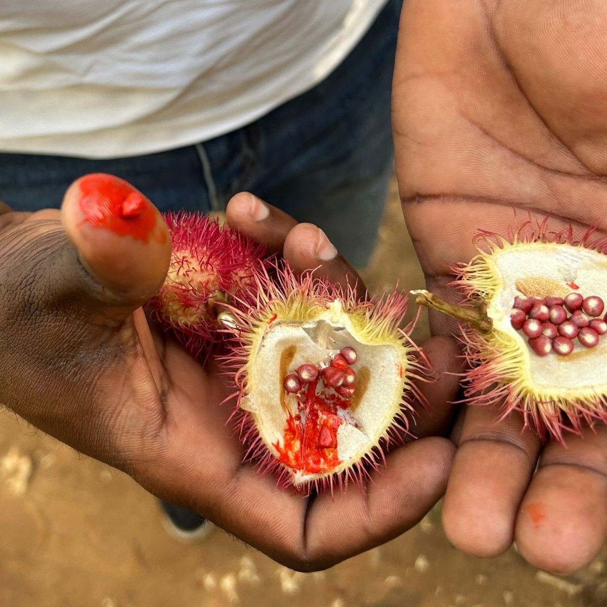 Hands holding an open rambutan fruit on a Zanzibar spice tour