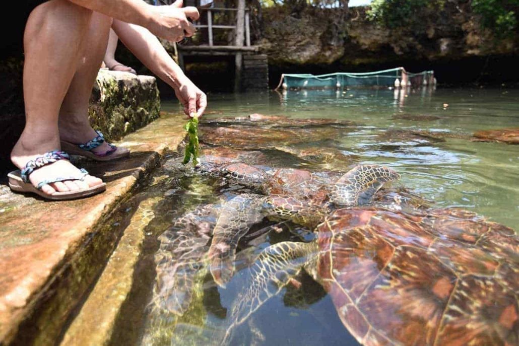 Sea turtles in a tidal pool in Nungwi, Zanzibar