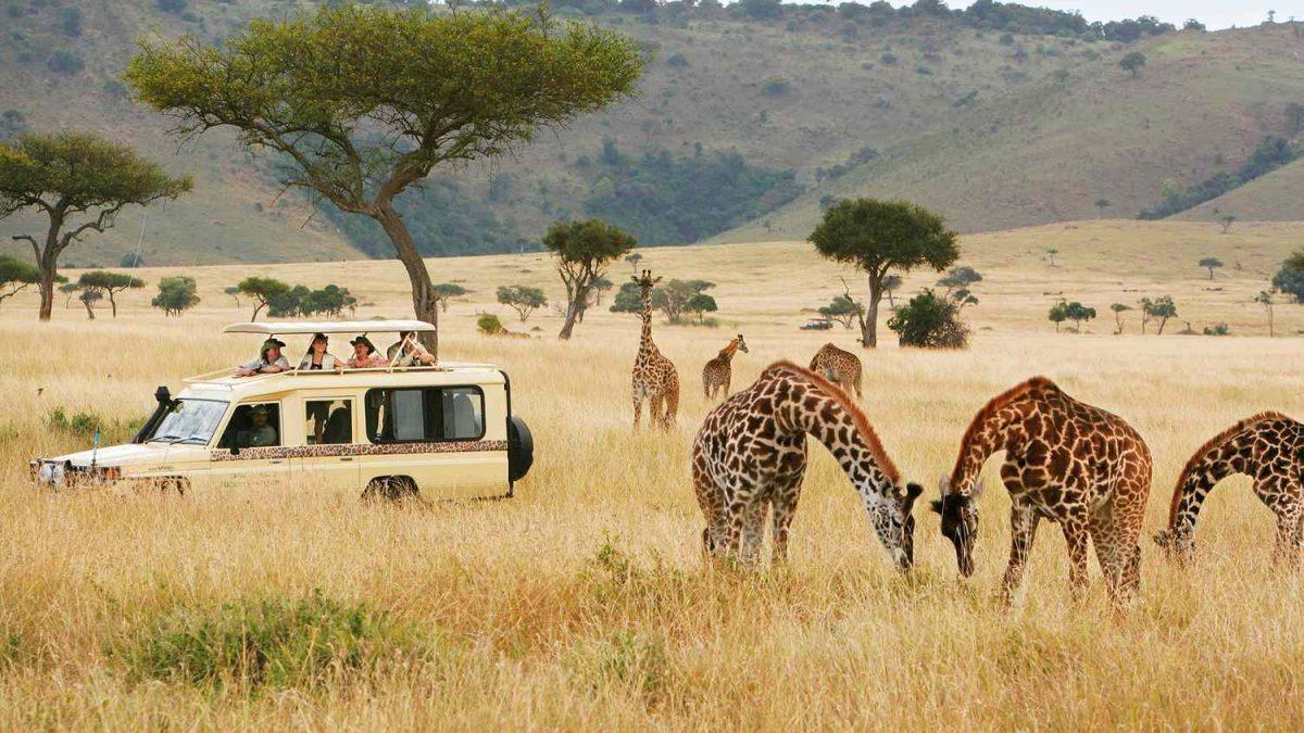 Giraffes in a Tanzanian national park