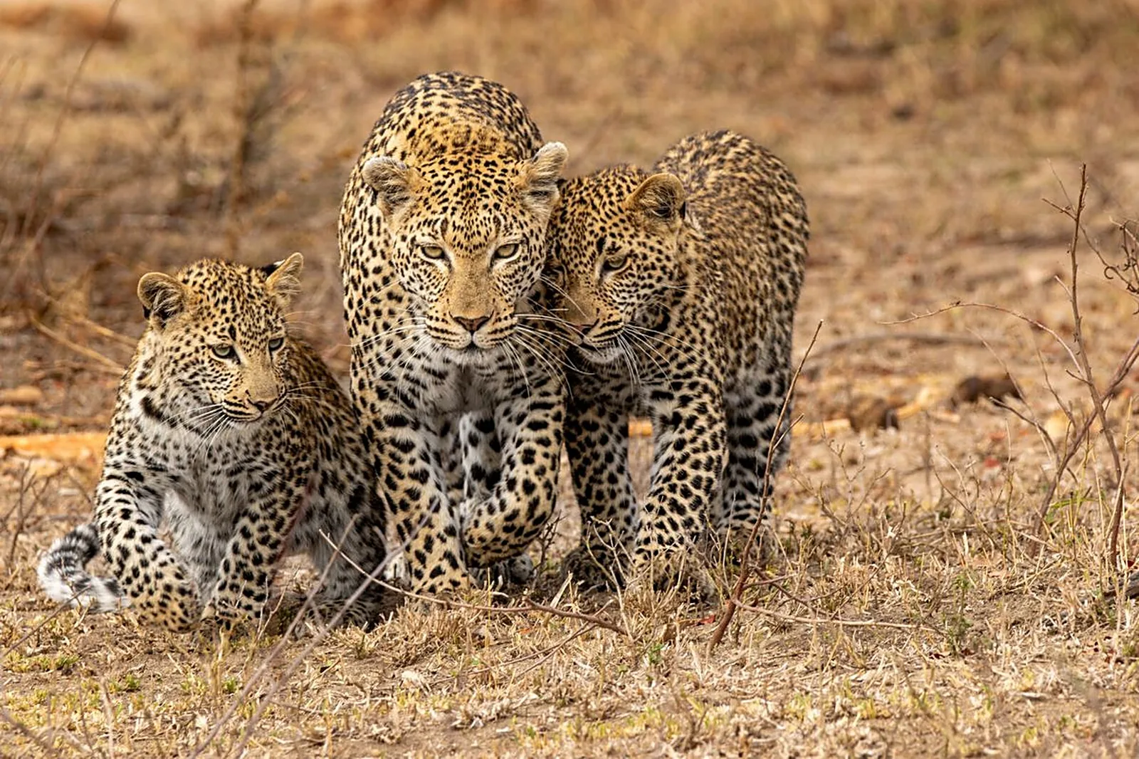 Selous Game Reserve safari scenery