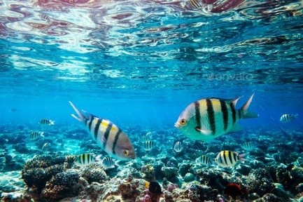 Fish swimming near a coral reef at Pungume Island
