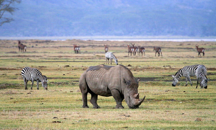 The Ngorongoro Crater